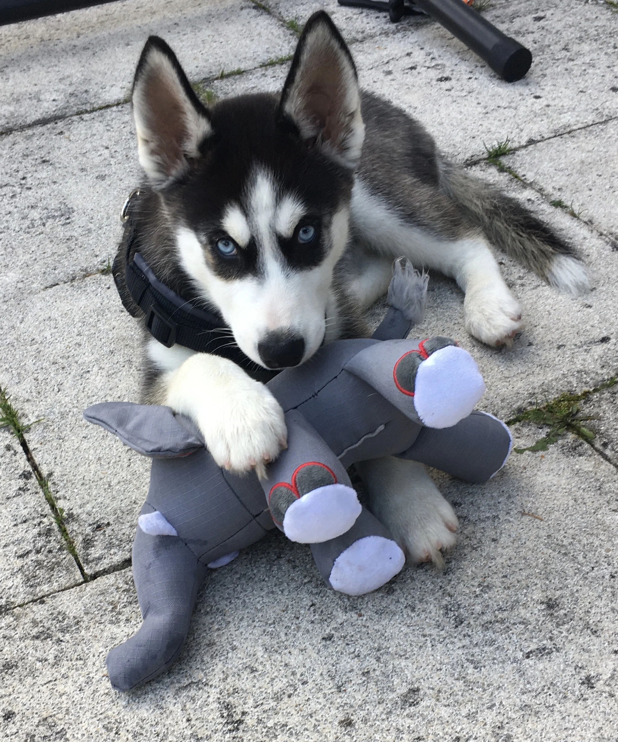 Symboldbild für bindungsorientiertes Hundetraining in der Hundeschule Best Buddies in Himmelkron
