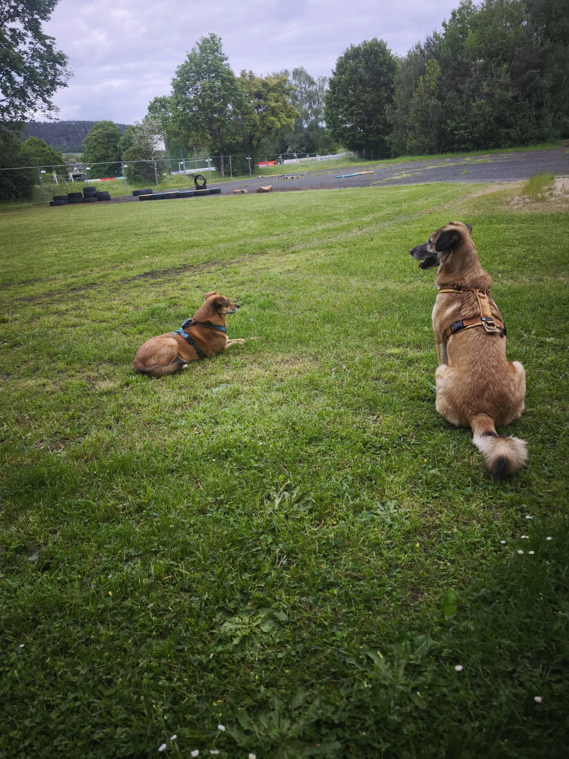 1788093268748 Ansicht des Hundeplatzes der Hundeschule Best Buddies aus Himmelkron in Oberfranken