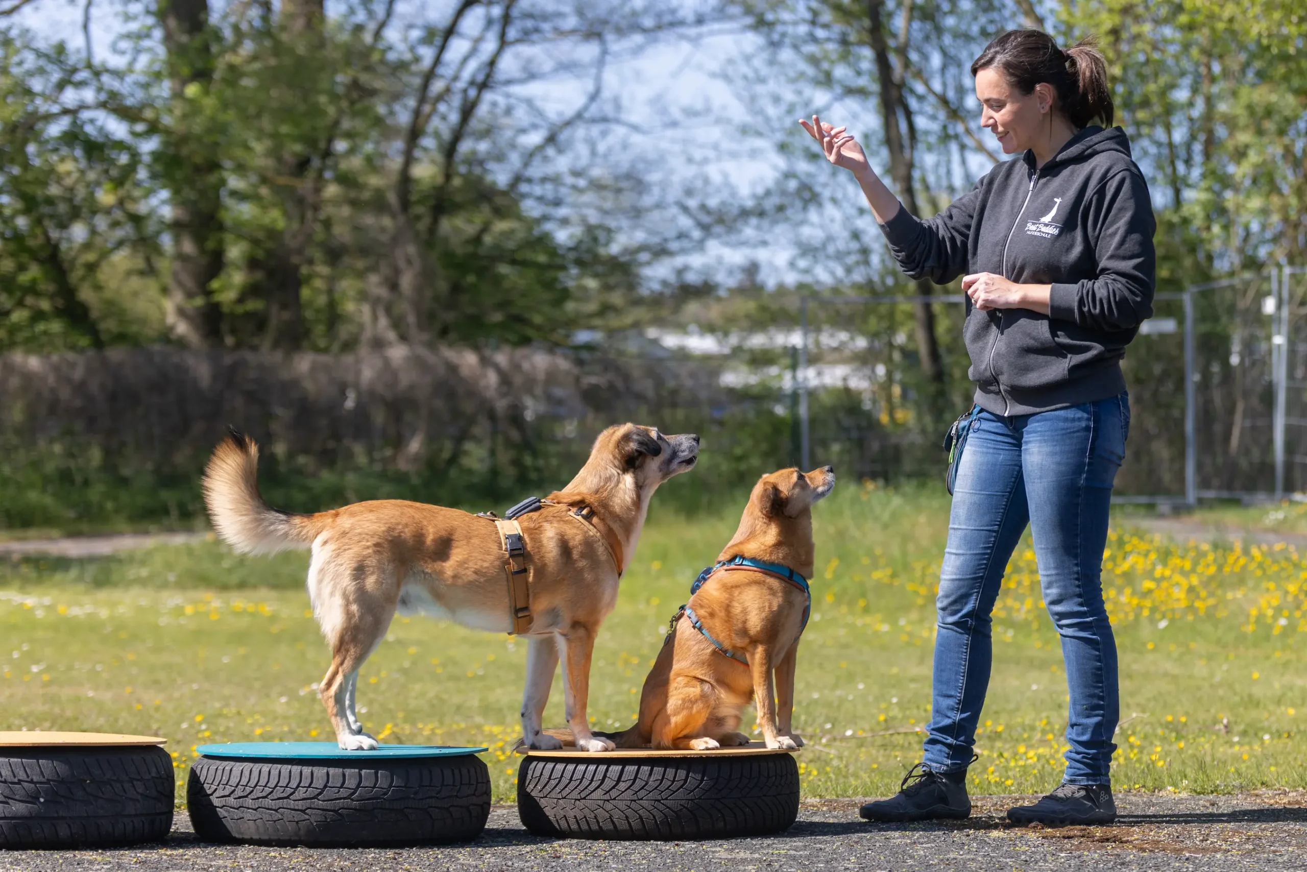 Best-Buddies-Hundeschule-Imageshooting-Mai-11 Hundetrainerin der Hundeschule best Buddies Antonia Beyerlein mit Ihrem Mann Andi Beyerlein und Ihrem Hunderudel in Himmelkron