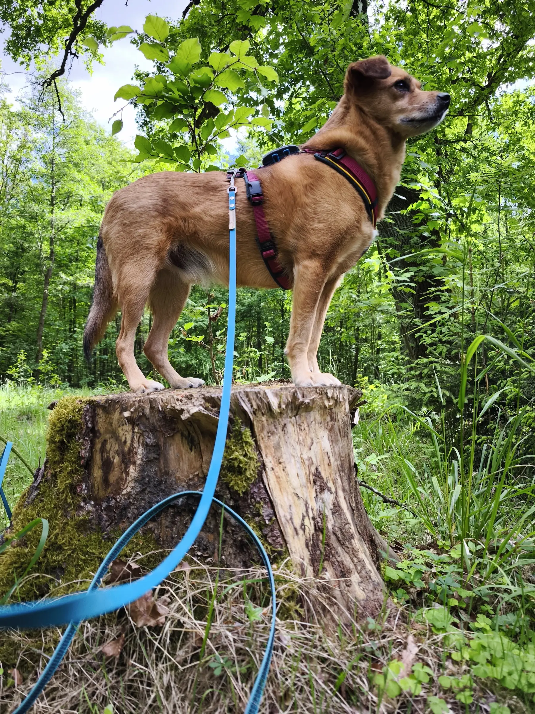 Best Buddies Hundeschule - Hund auf Baumstamm beim Training für ein besseres Körpergefühl beim Hund