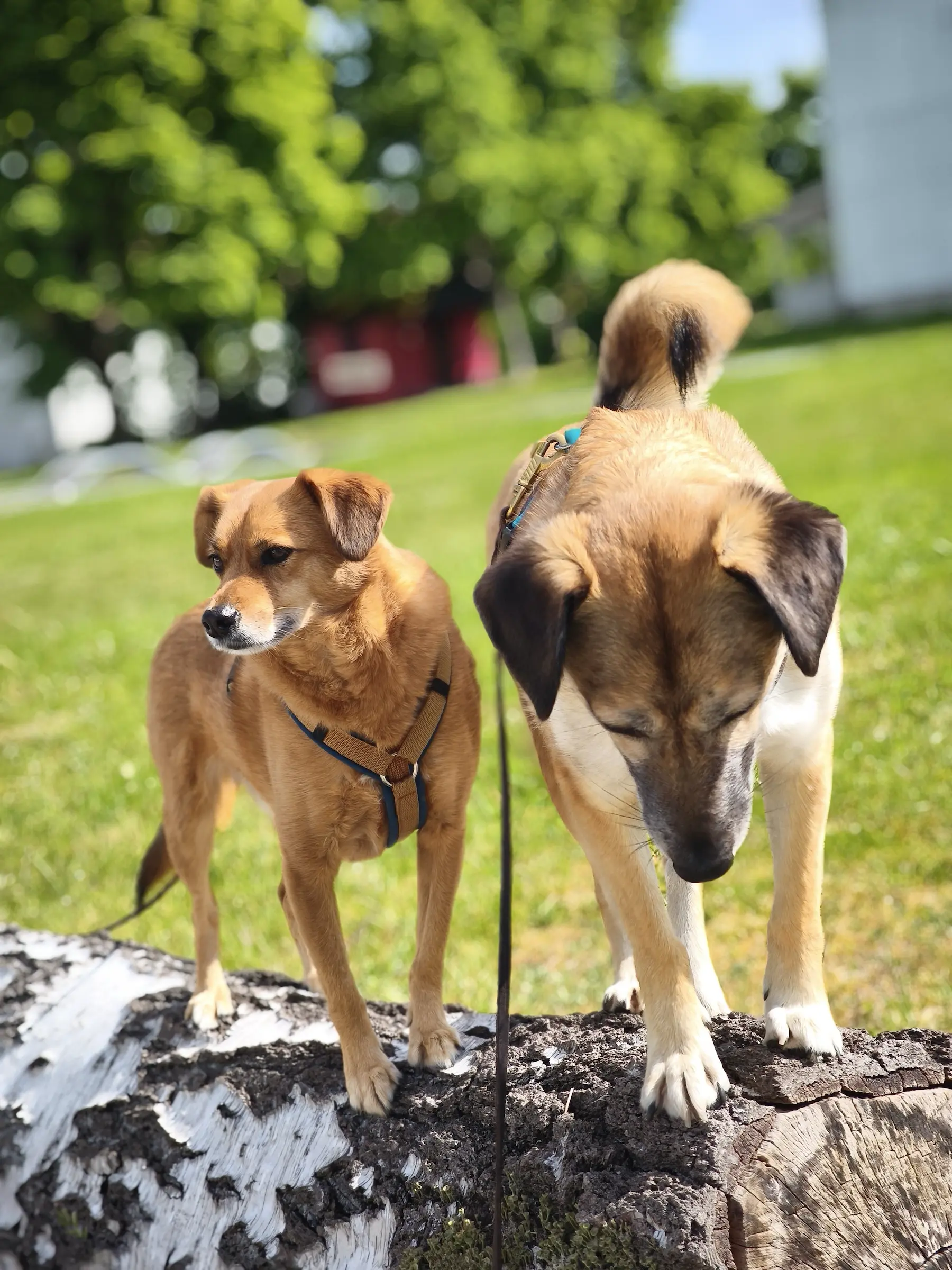 Best Buddies Hundeschule - Zwei Hunde beim Training für ein besseres Körpergefühl beim Hund