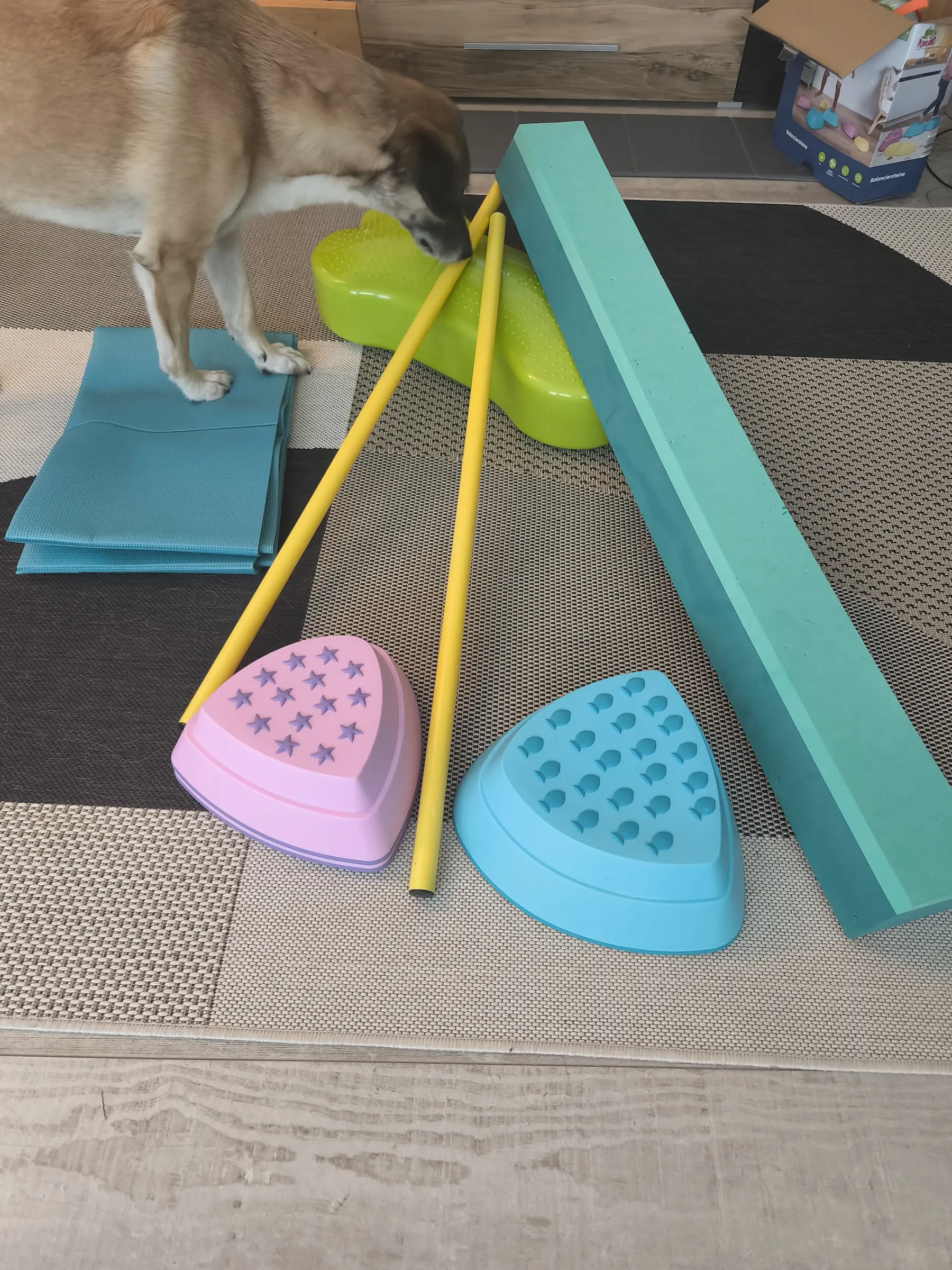 Best Buddies Hundeschule - Trainingsutensilien für ein besseres Körpergefühl beim Hund