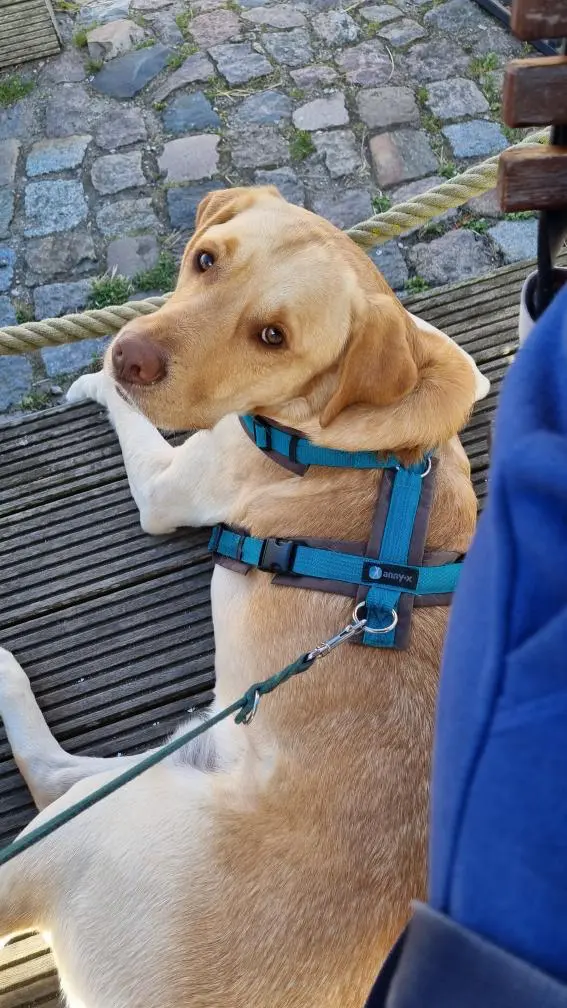 Kundenstimme Franziska mit Benni für die Hundeschule Best Buddies in Oberfranken