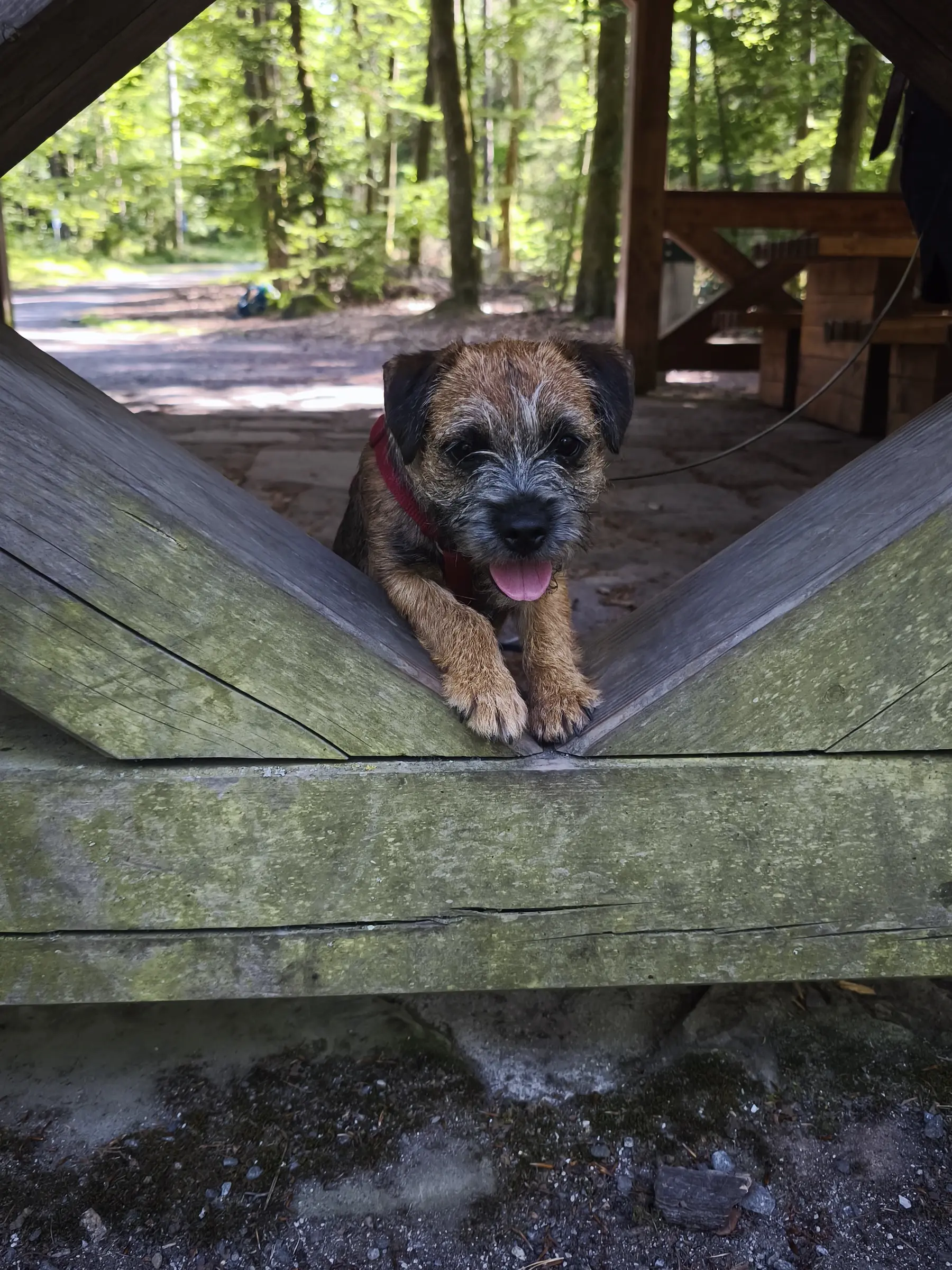 Kundenstimme Julia mit Kara für die Hundeschule Best Buddies in Oberfranken