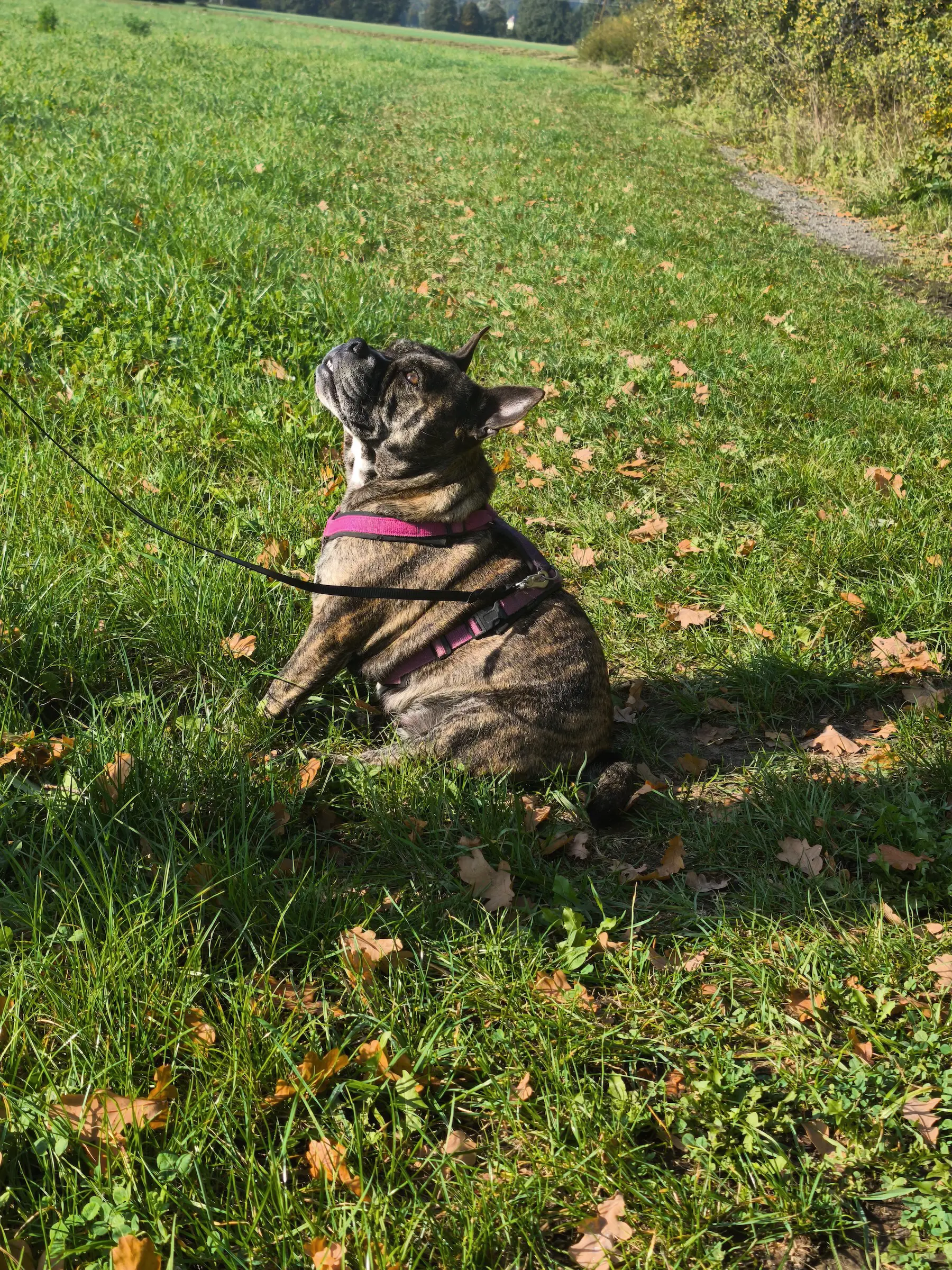 Kundenstimme Thomas mit Pepper für die Hundeschule Best Buddies in Oberfranken