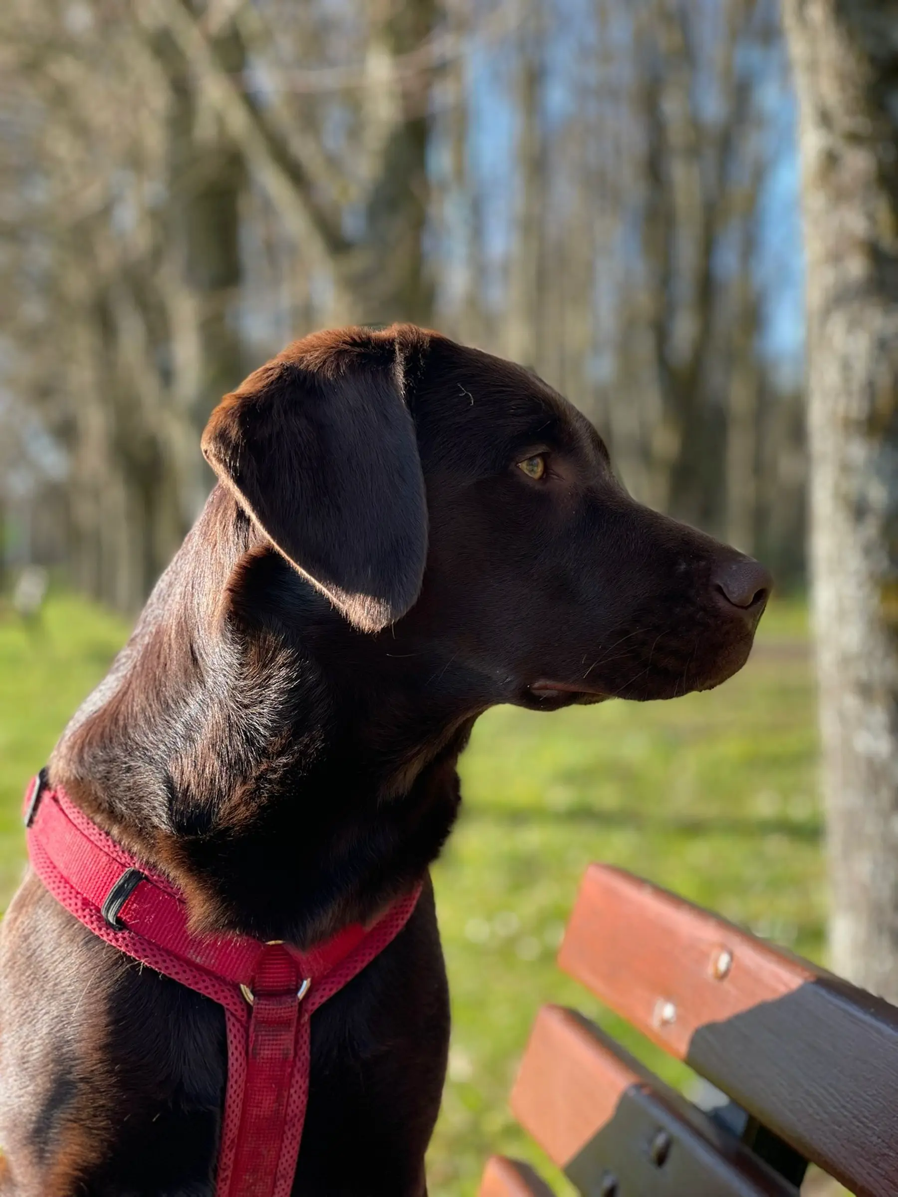 Kundenstimme Dagmar mit Vicky für die Hundeschule Best Buddies in Oberfranken