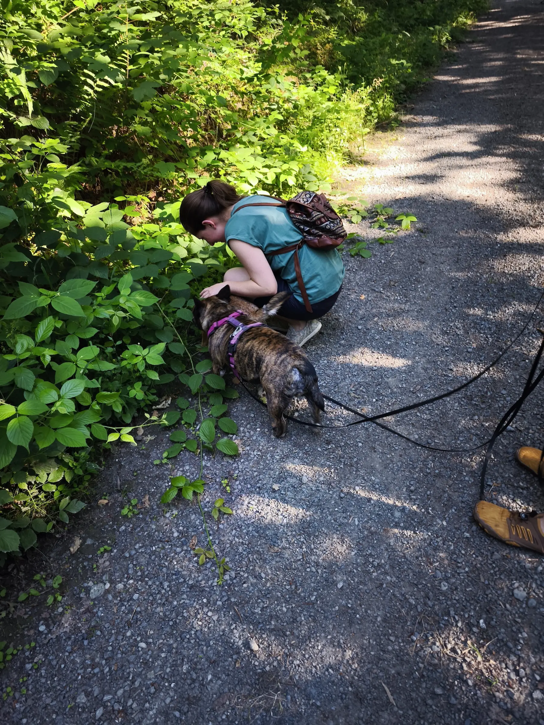Hundetraining in der Hundeschule Best Buddies in Himmelkron, Kulmbach und Bayreuth