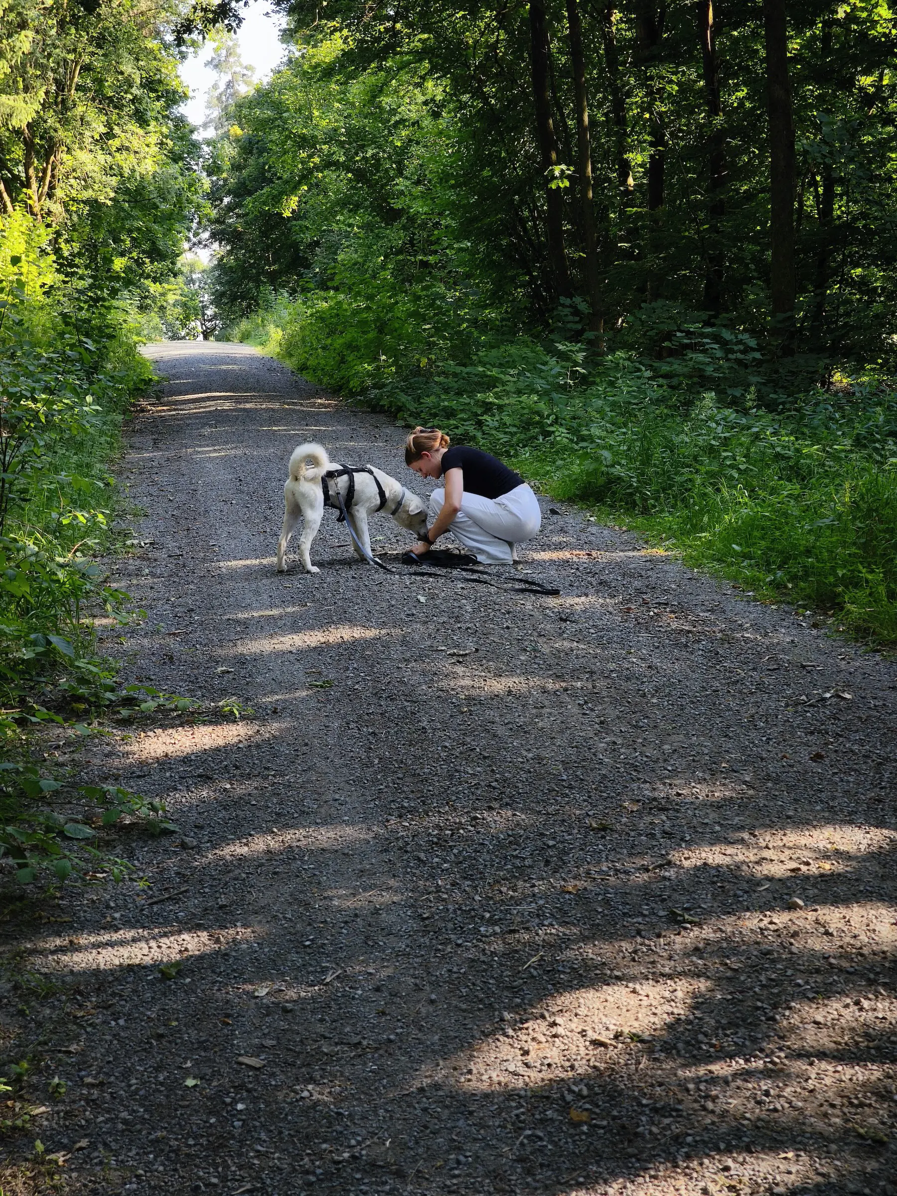 Hundetraining in der Hundeschule Best Buddies in Himmelkron, Kulmbach und Bayreuth