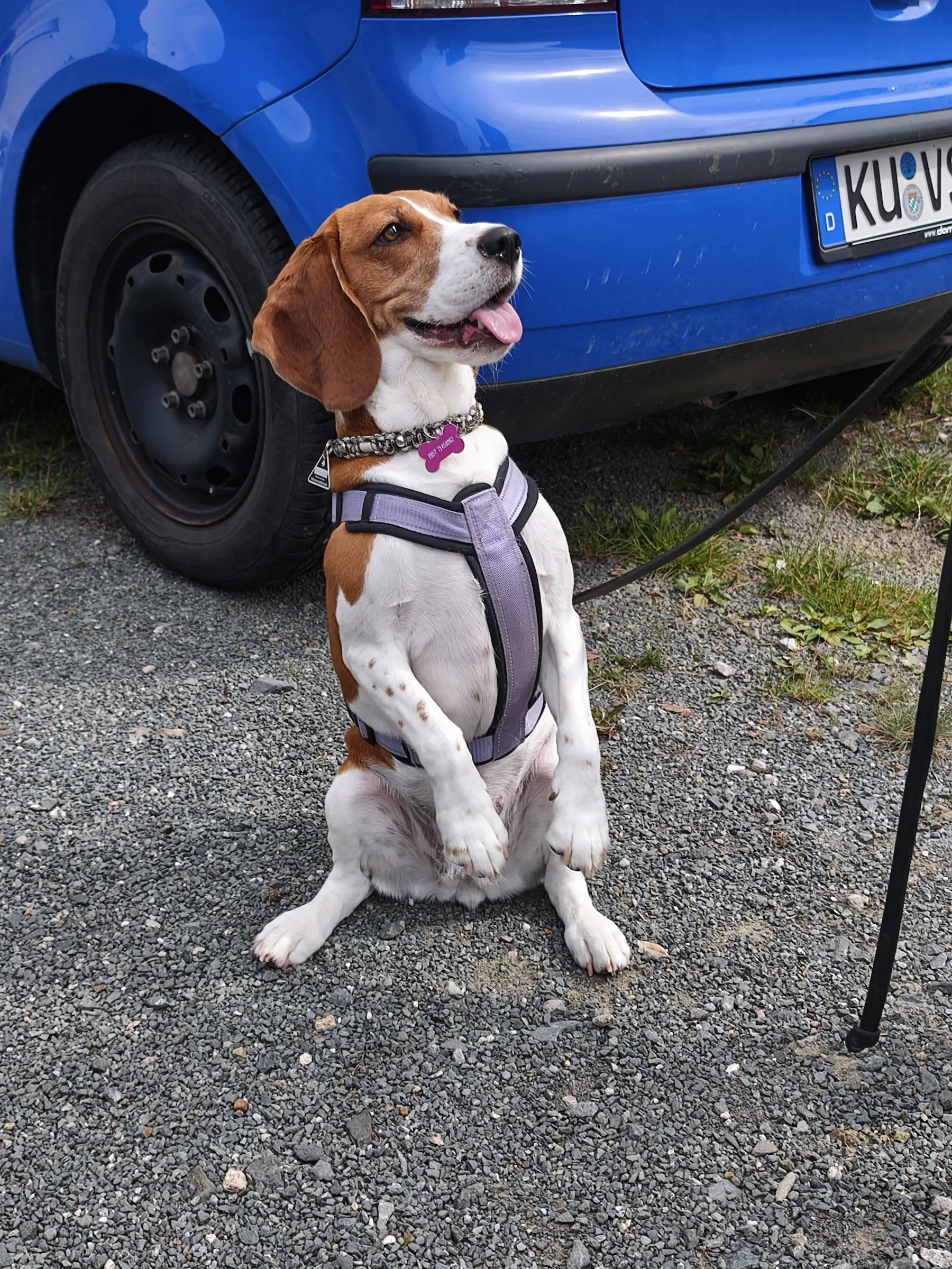 Gruppentraining bei der Hundeschule Best Buddies in Himmelkron, Kulmbach und Bayreuth.