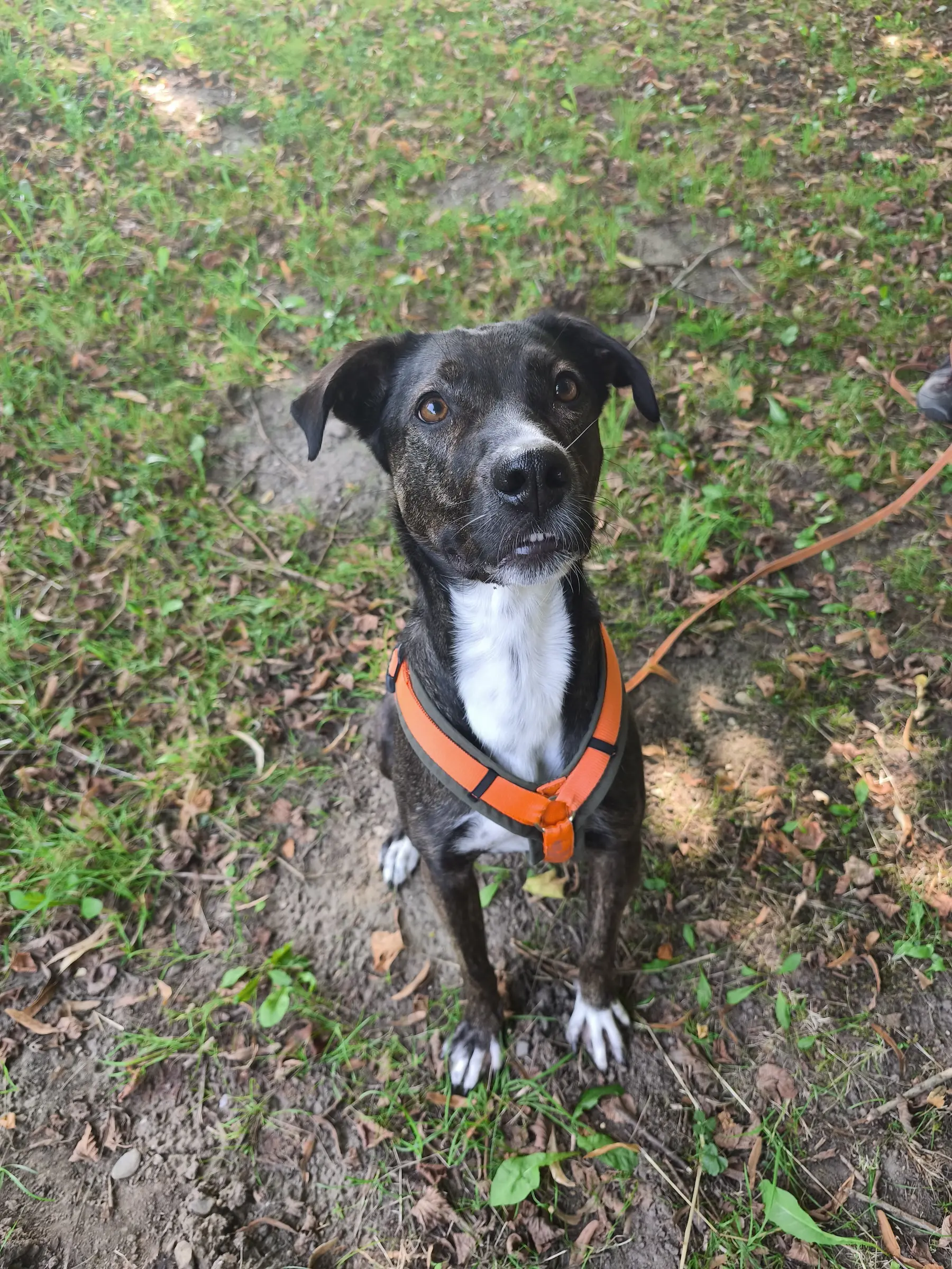 Training am eigenen Hundeplatz der Hundeschule Best Buddies in Himmelkron