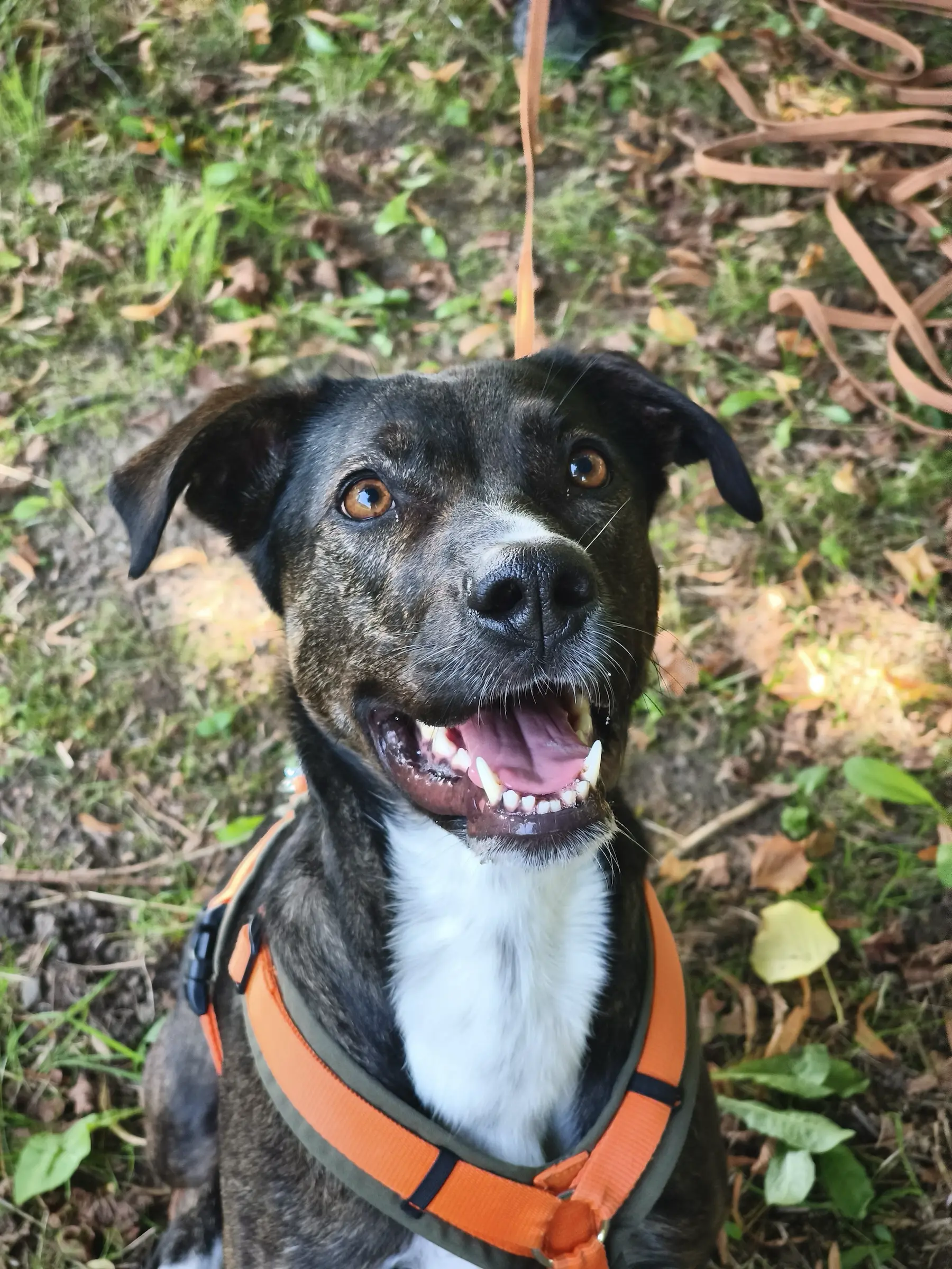 Hund beim Training in der Hundeschule Best Buddies in Himmelkron, Kulmbach und Bayreuth