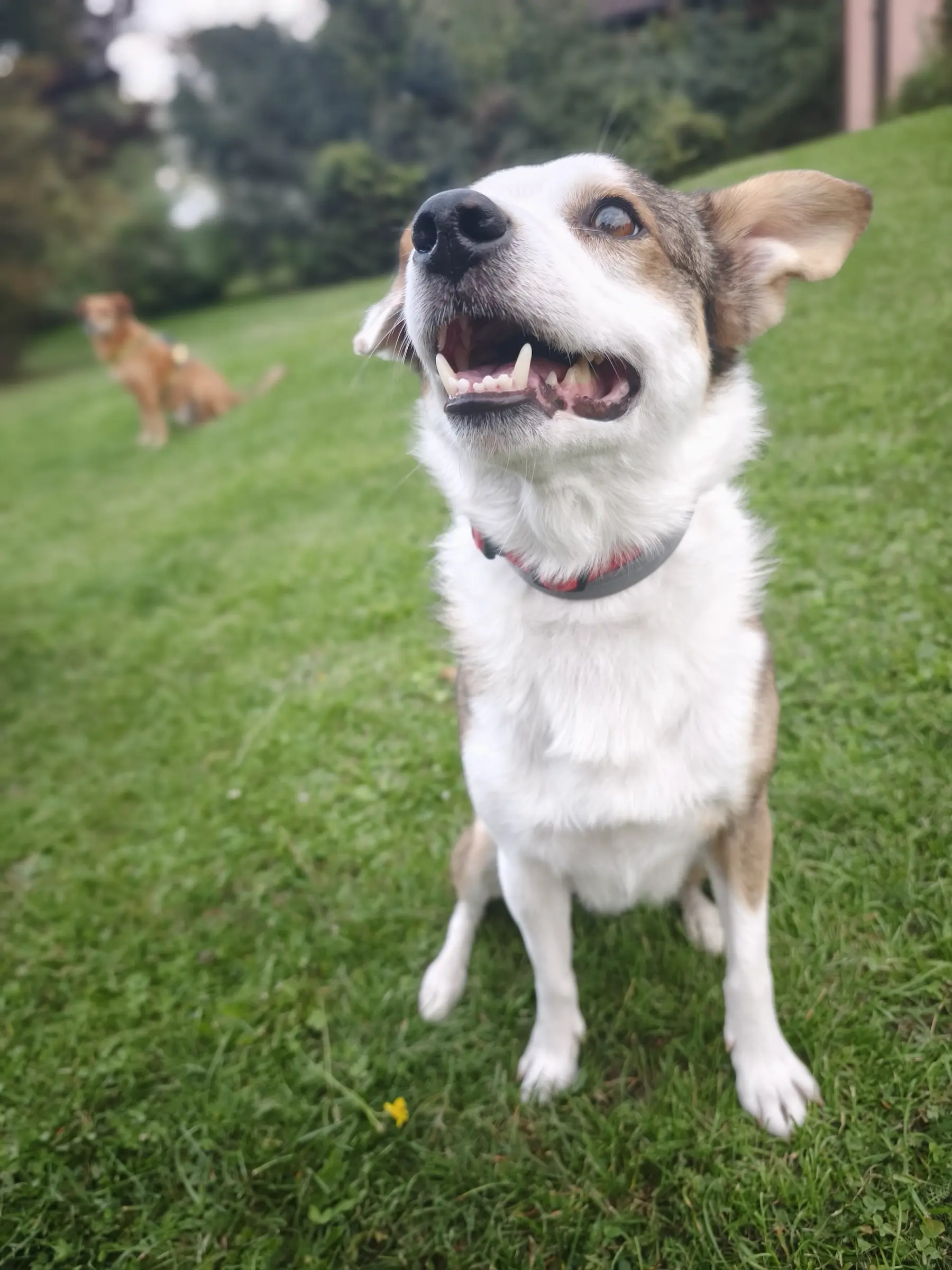 Hund bei der Gruppenstunde bei der Hundeschule Best Buddies in Himmelkron, Kulmbach und Bayreuth.
