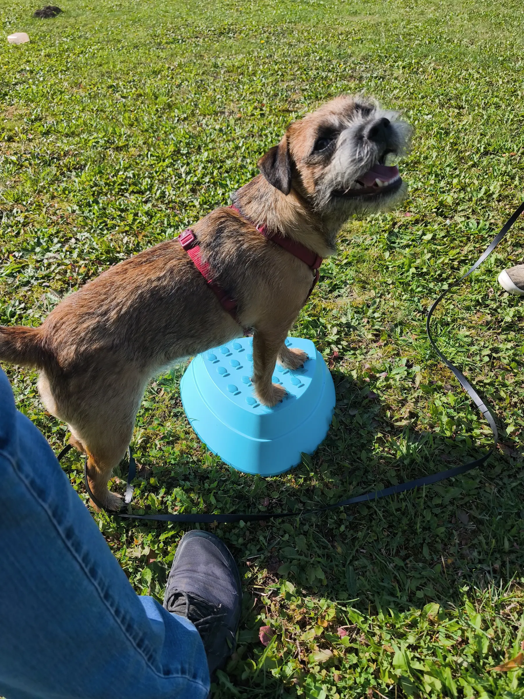 Gruppentraining bei der Hundeschule Best Buddies in Himmelkron, Kulmbach und Bayreuth.