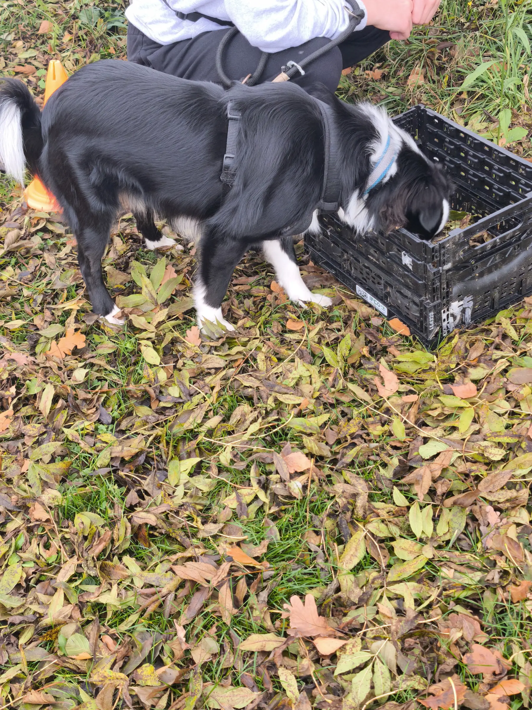 Hund schnüffelt beim Hundetraining in der Hundeschule Best Buddies in Himmelkron, Kulmbach und Bayreuth