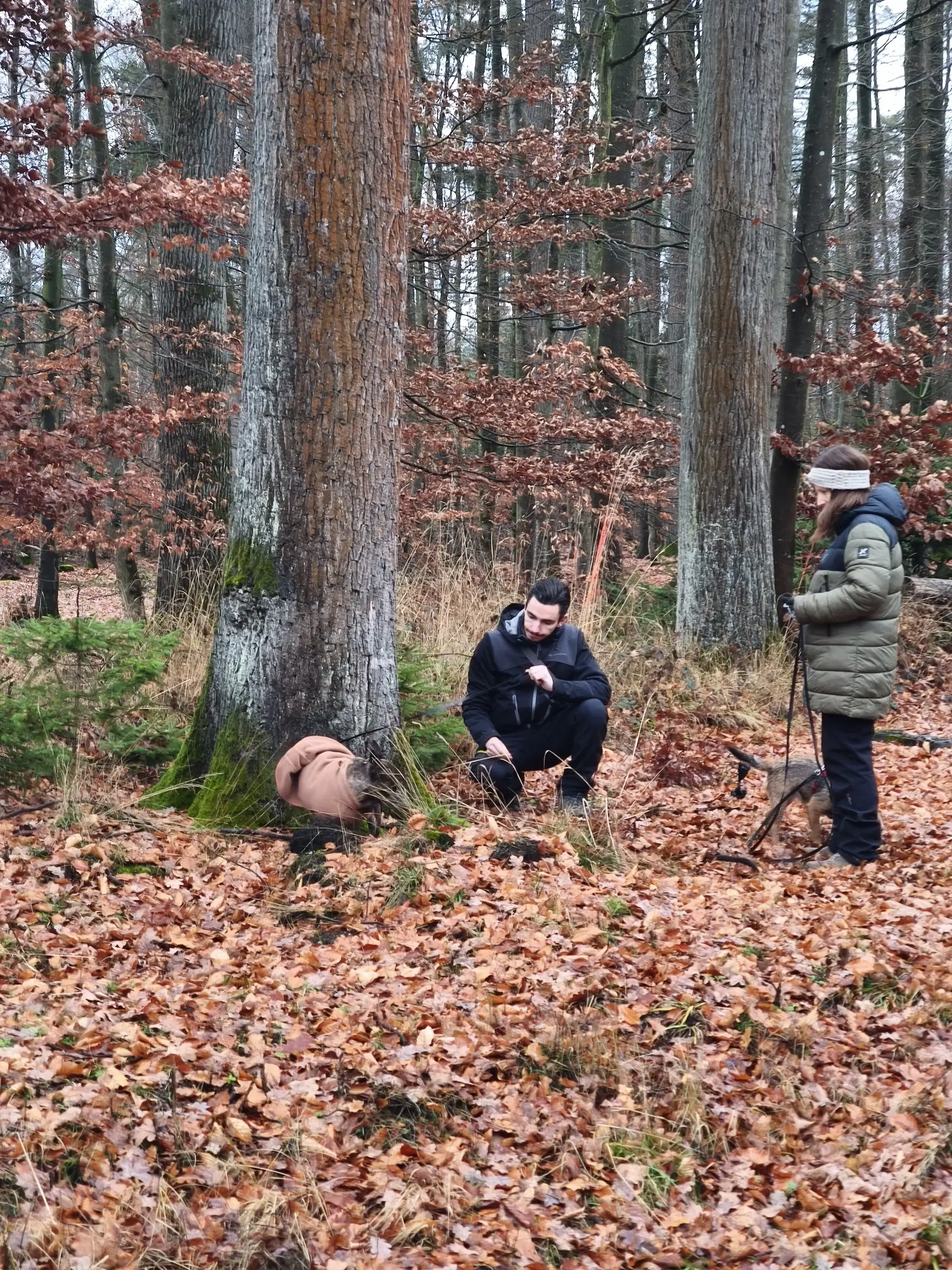 Training für Hunde der Hundeschule Best Buddies in einem Wald bei Bayreuth