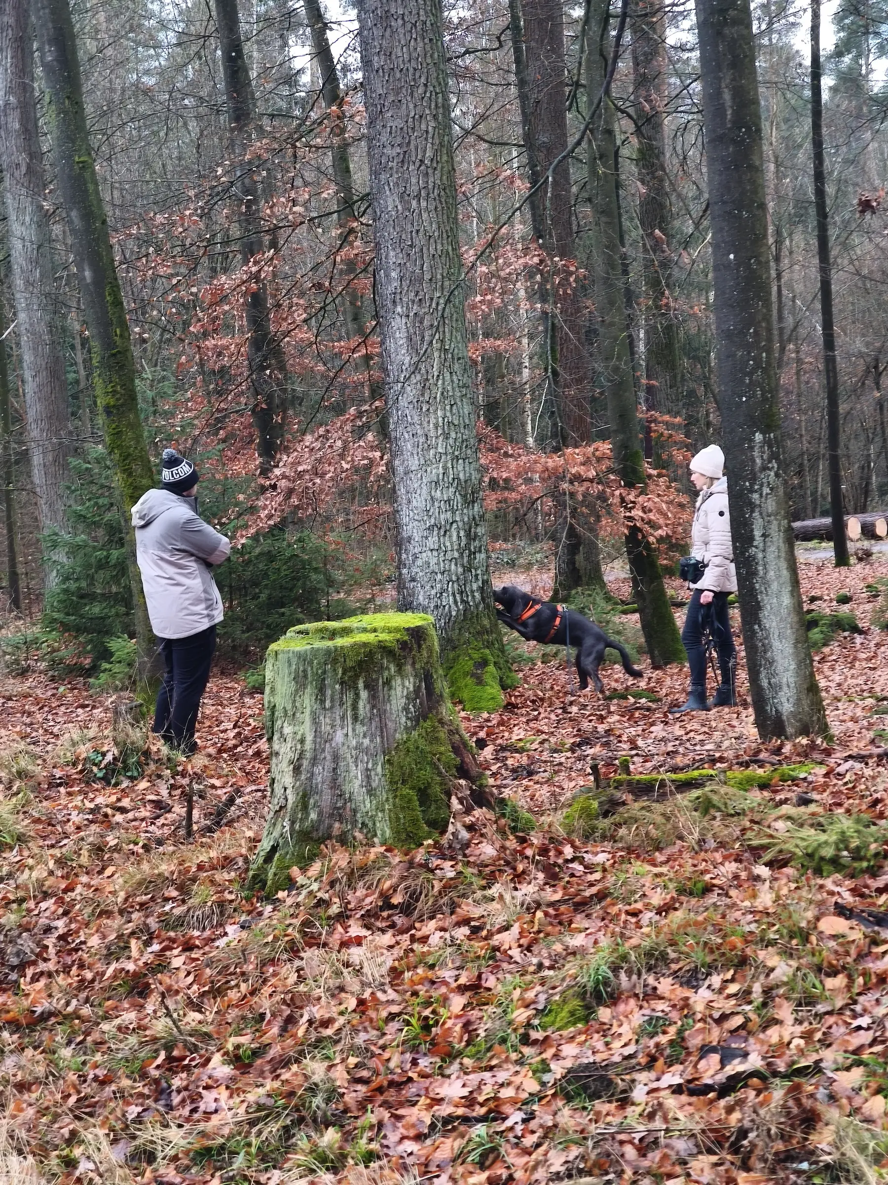 Social Walks bei der Hundeschule Best Buddies in Himmelkron, Kulmbach und Bayreuth.