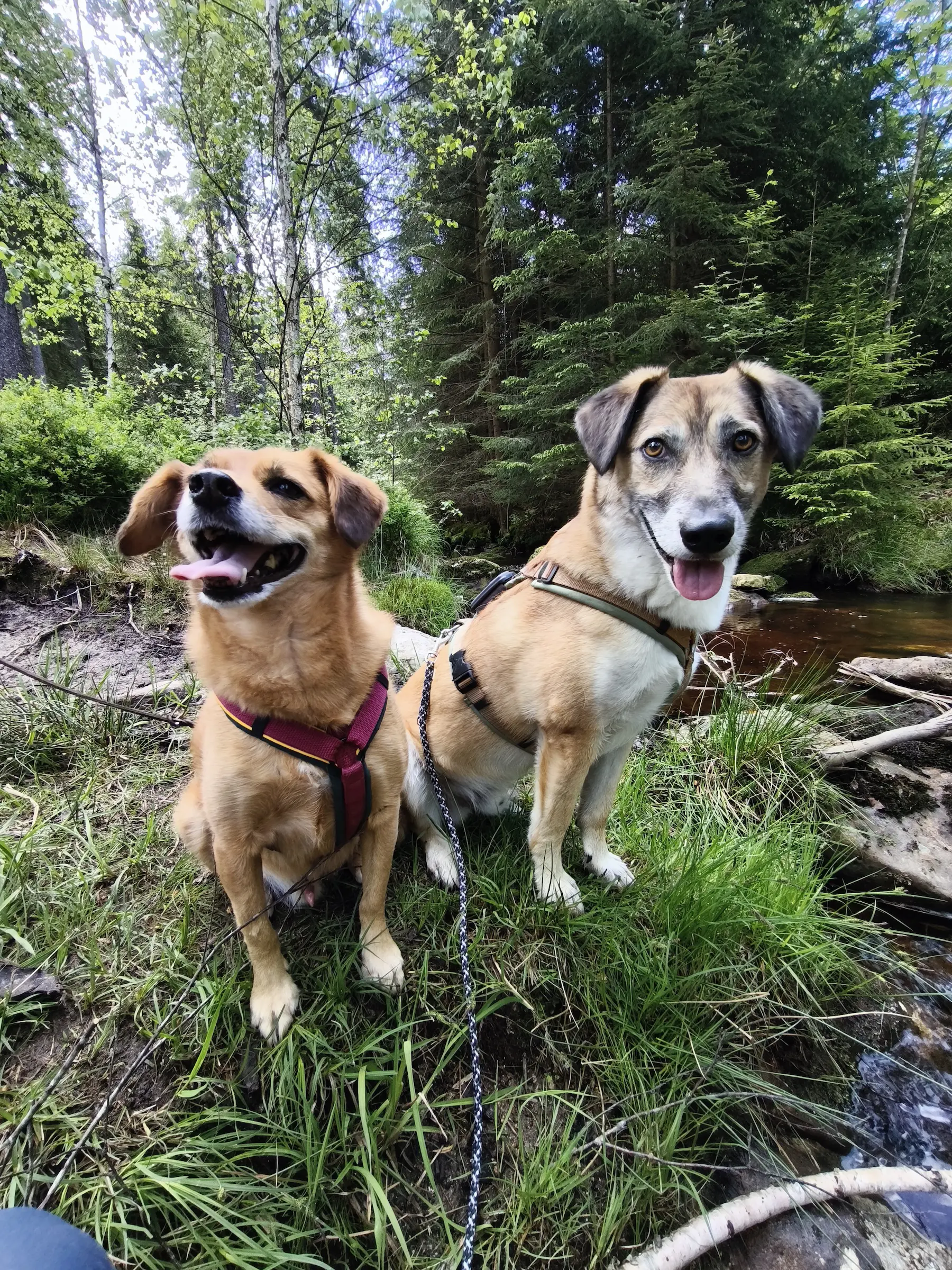 Hundetraining der Hundeschule Best Buddies in einem Wald bei Bayreuth