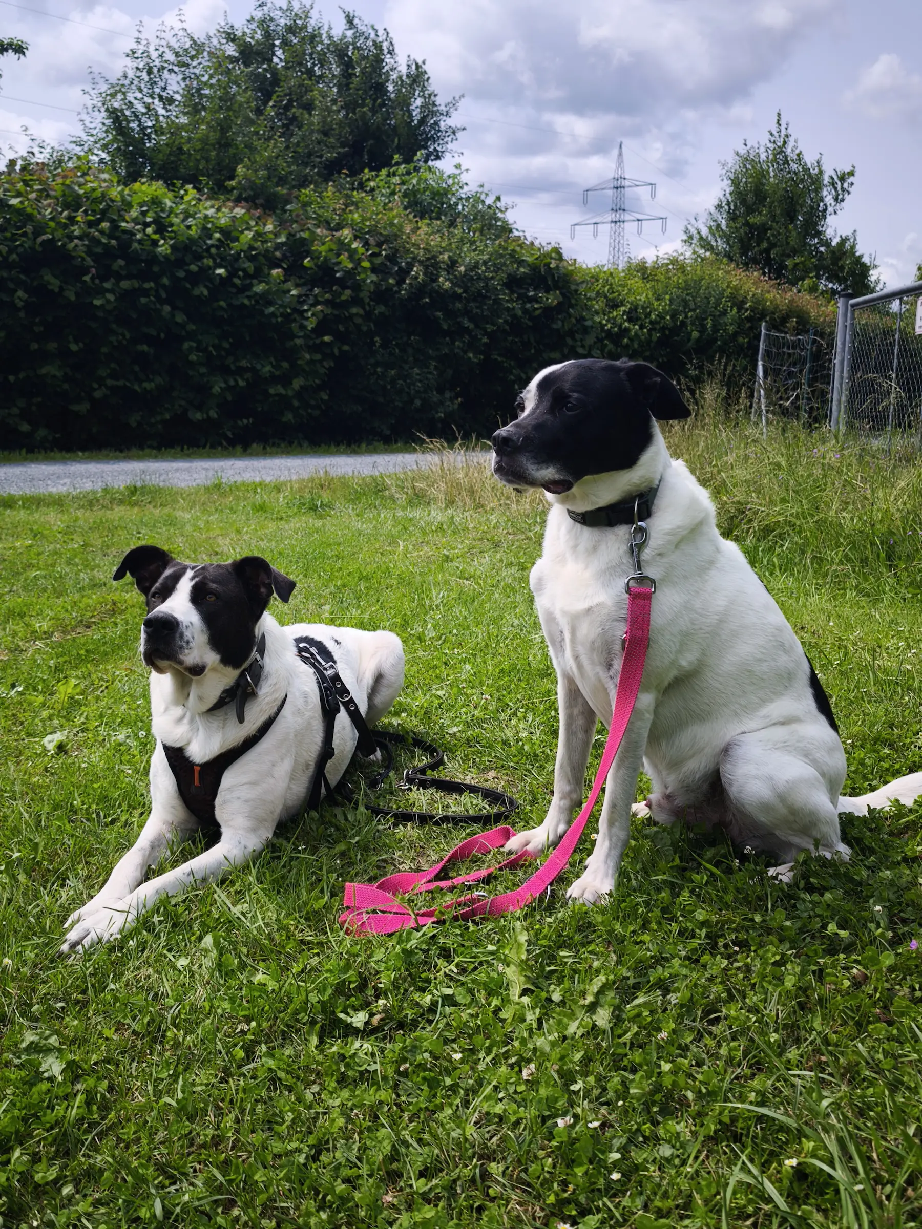 Zwei Hunde bei der Gruppenstunde bei der Hundeschule Best Buddies in Himmelkron, Kulmbach und Bayreuth.