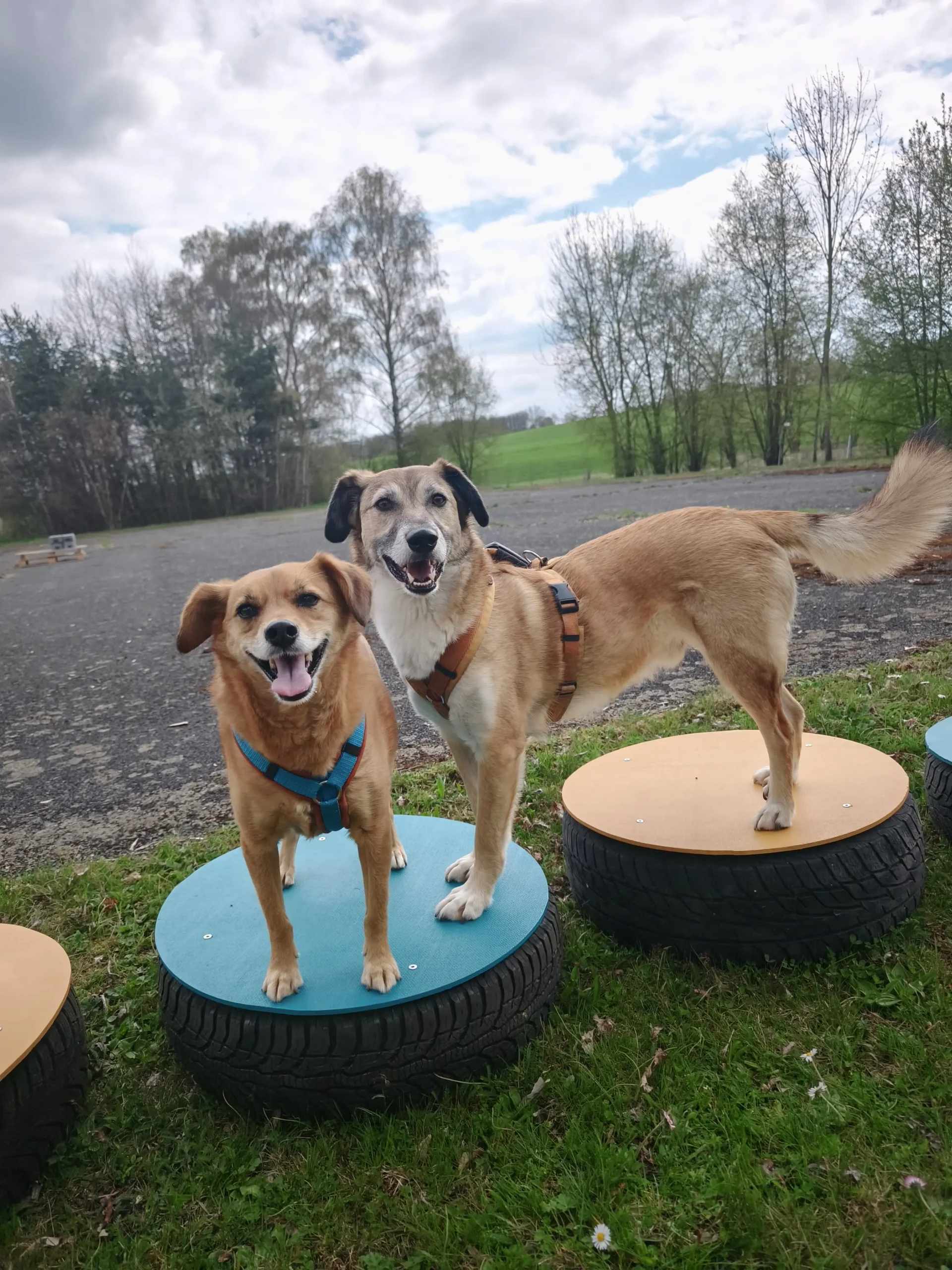 Übungen bei der Hundeschule Best Buddies im Himmelkorn, Bayreuth und Kulmbach am eigenen Hundeplatz