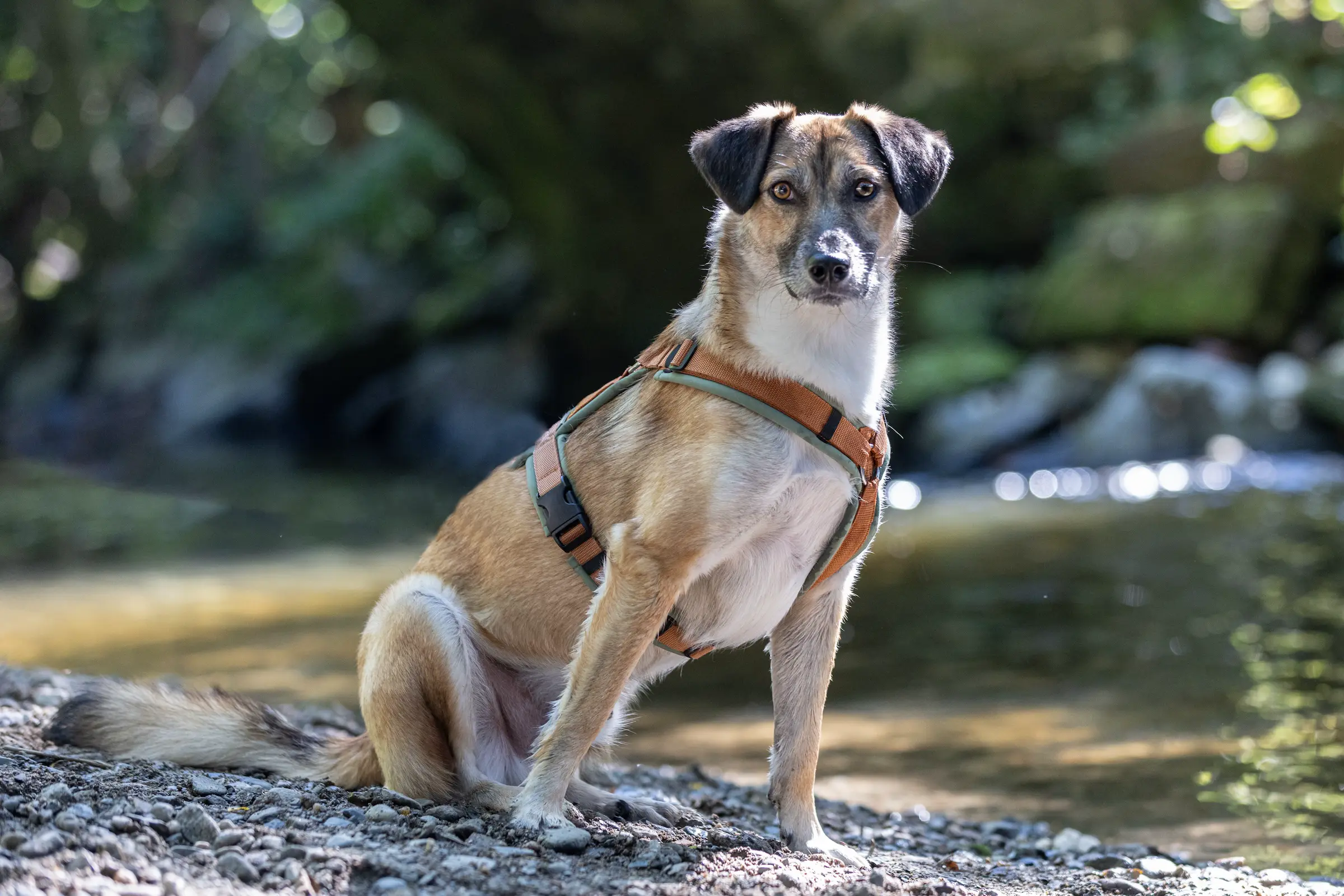 Best Buddies Hundeschule - Buddy Strolch