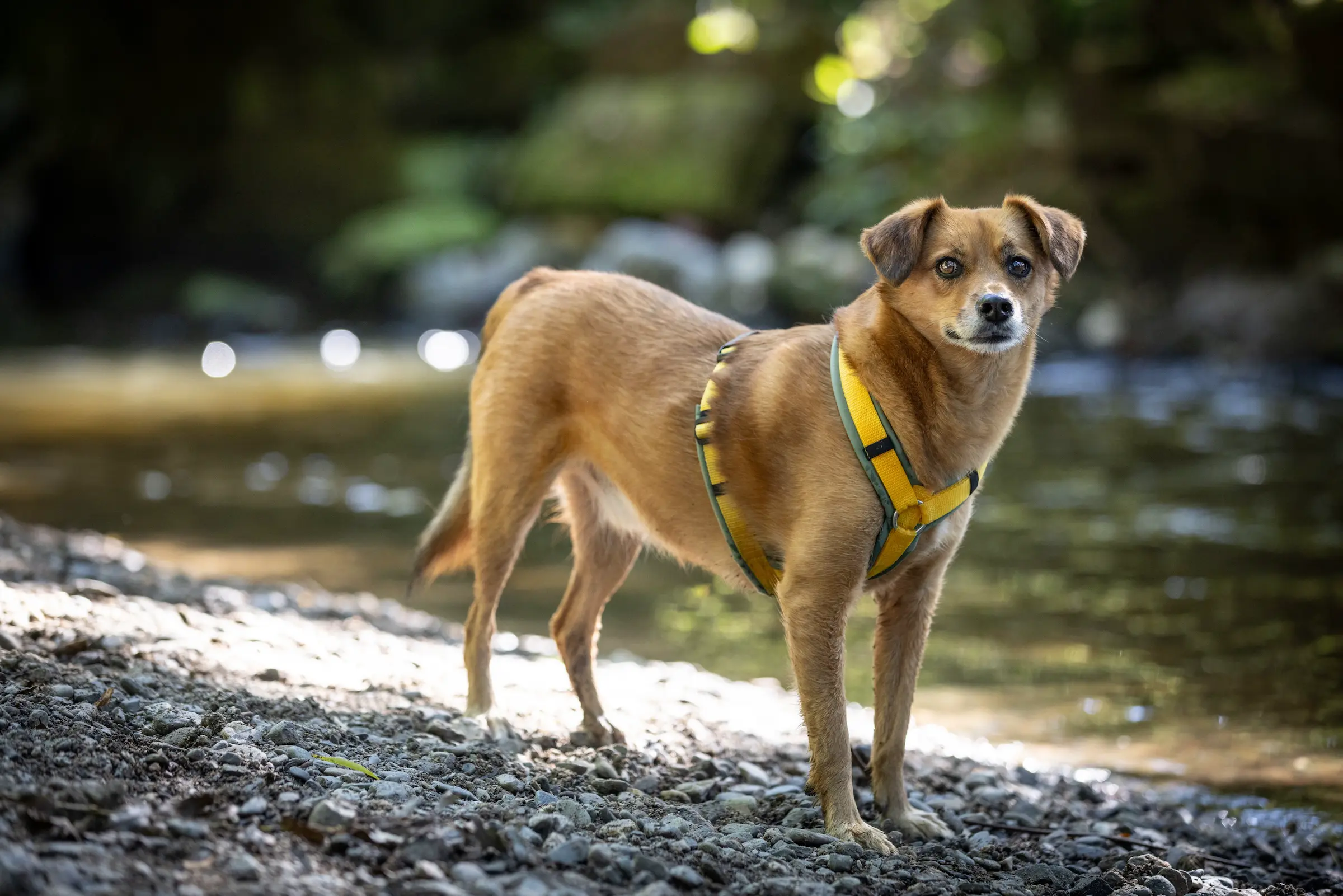Best Buddies Hundeschule - Buddy Theo
