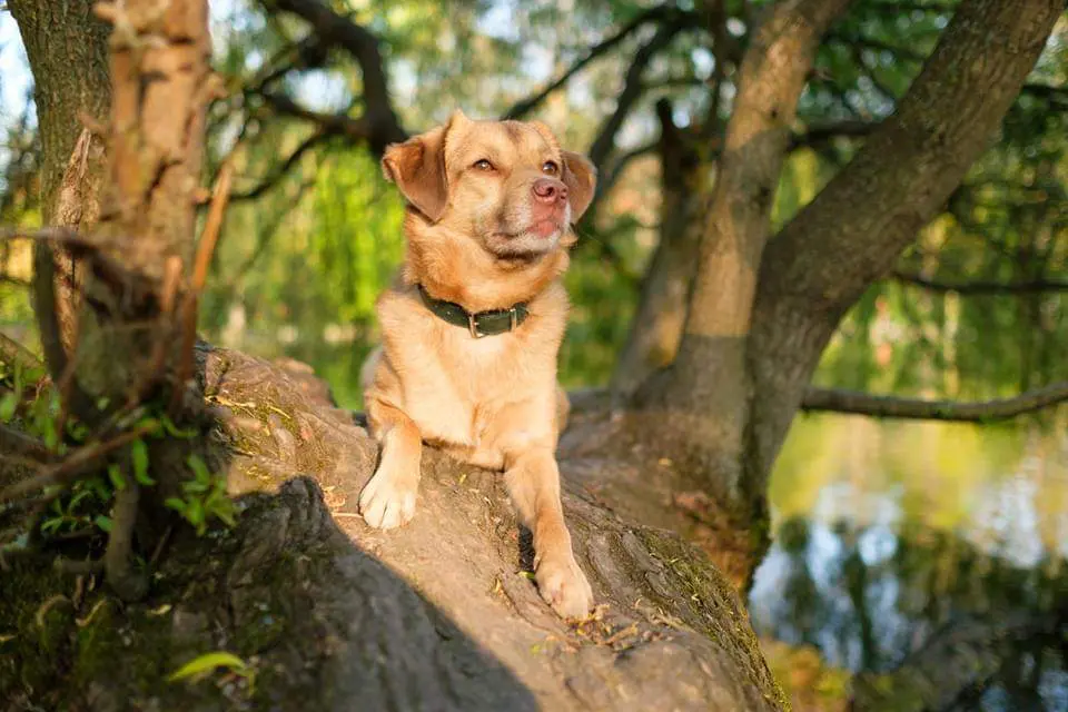 Best Buddies Hundeschule - Buddy Kallo